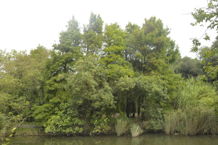 Cipresso calvo o di palude - Taxodium distichum